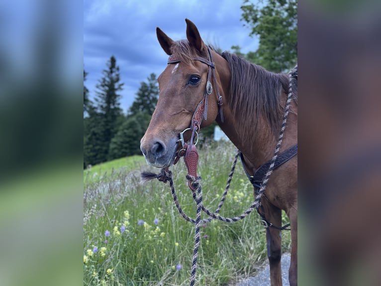 American Quarter Horse Mix Stute 13 Jahre 150 cm Dunkelfuchs in Wila