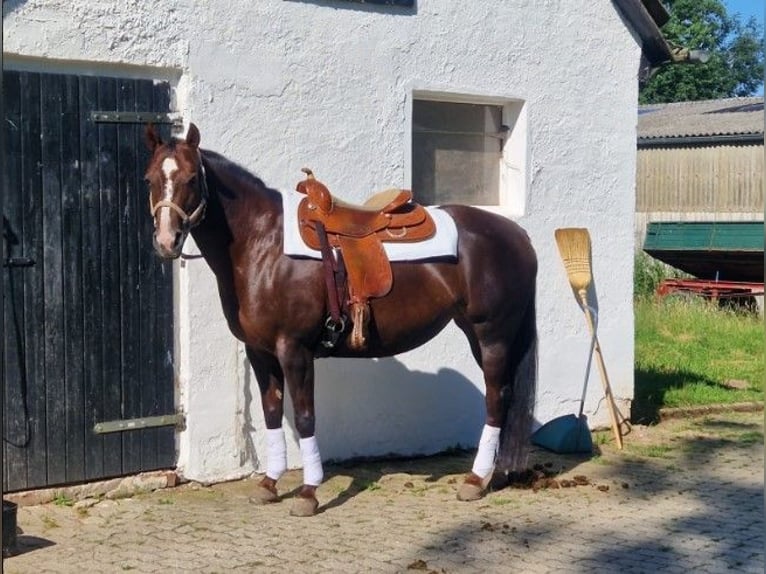 American Quarter Horse Stute 13 Jahre 150 cm Dunkelfuchs in Einbeck