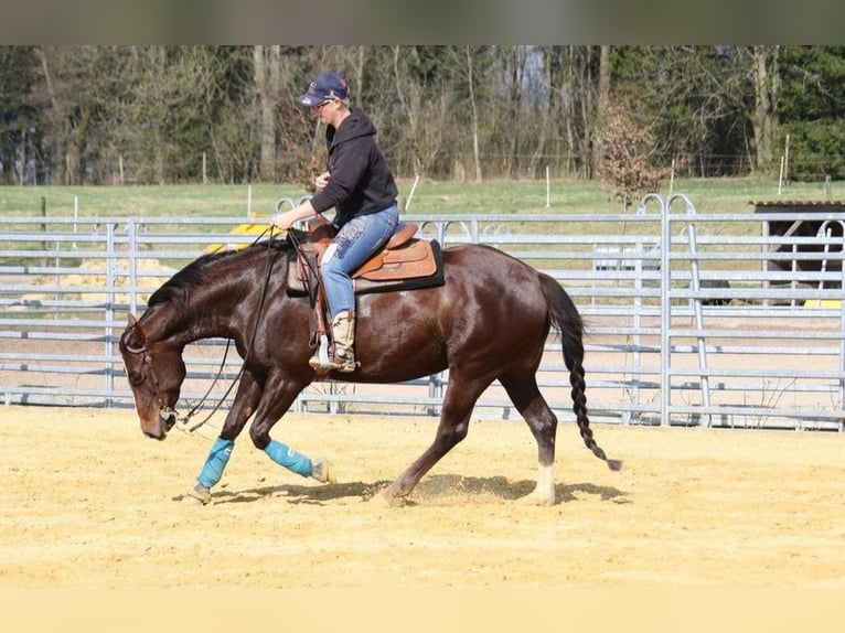 American Quarter Horse Stute 13 Jahre 150 cm Dunkelfuchs in Einbeck