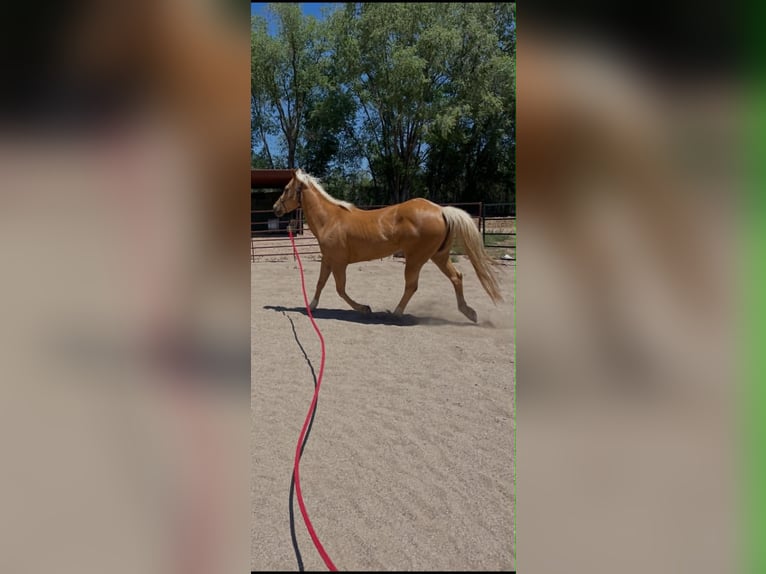 American Quarter Horse Stute 13 Jahre 150 cm Palomino in Espanola