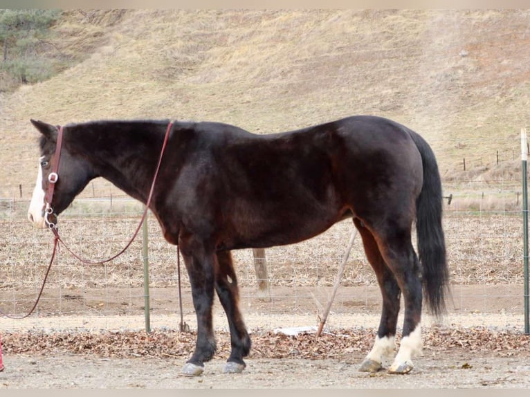 American Quarter Horse Stute 13 Jahre 150 cm Rappe in Bitterwater CA