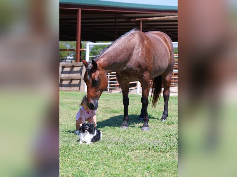 American Quarter Horse Stute 13 Jahre 150 cm Roan-Bay in Forney