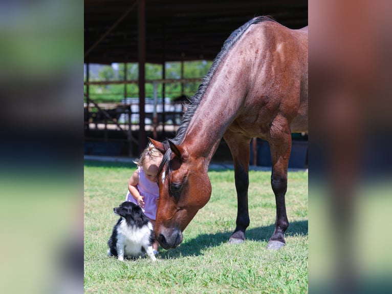 American Quarter Horse Stute 13 Jahre 150 cm Roan-Bay in Forney