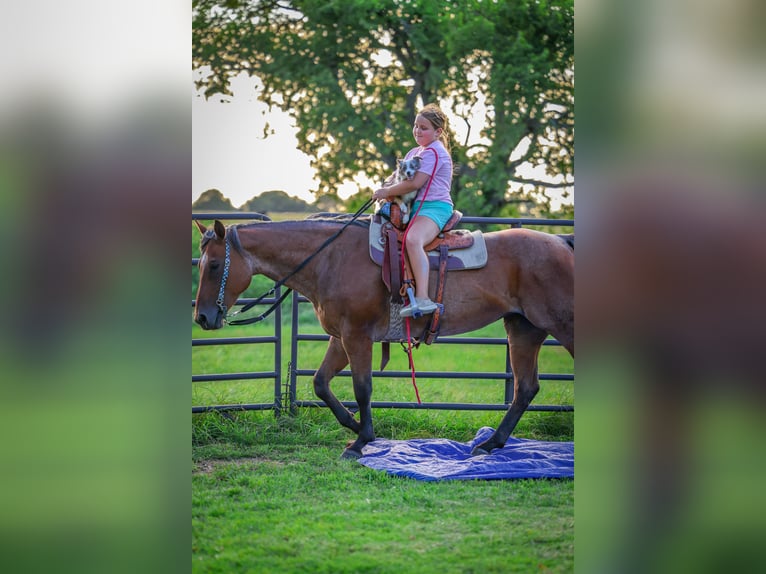 American Quarter Horse Stute 13 Jahre 150 cm Roan-Bay in Forney