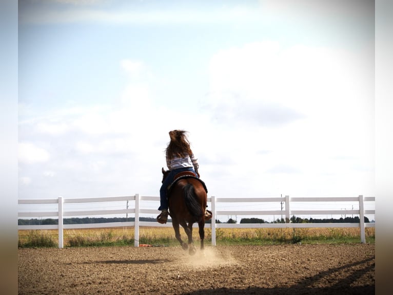 American Quarter Horse Stute 13 Jahre 150 cm Rotbrauner in Saint Joe