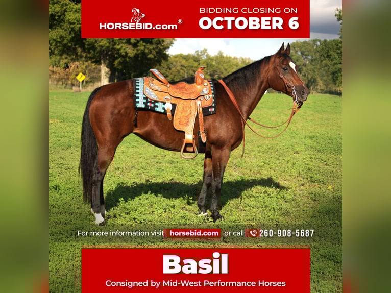 American Quarter Horse Stute 13 Jahre 150 cm Rotbrauner in Saint Joe