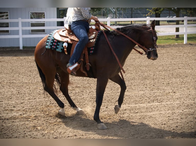 American Quarter Horse Stute 13 Jahre 150 cm Rotbrauner in Saint Joe