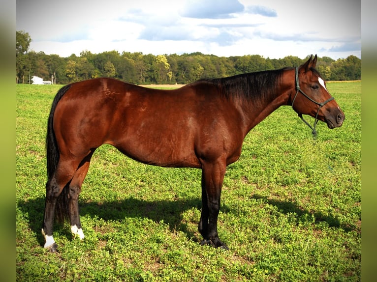 American Quarter Horse Stute 13 Jahre 150 cm Rotbrauner in Saint Joe