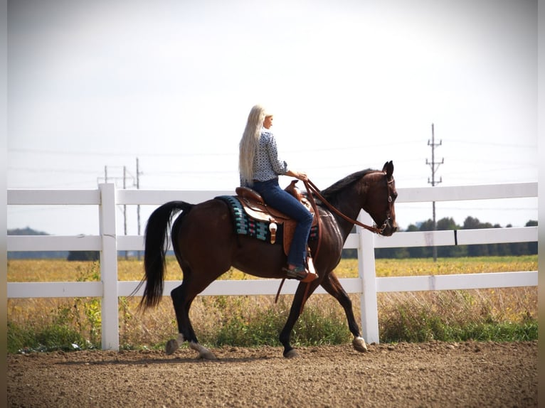American Quarter Horse Stute 13 Jahre 150 cm Rotbrauner in Saint Joe