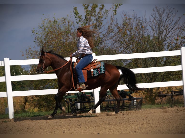 American Quarter Horse Stute 13 Jahre 150 cm Rotbrauner in Saint Joe