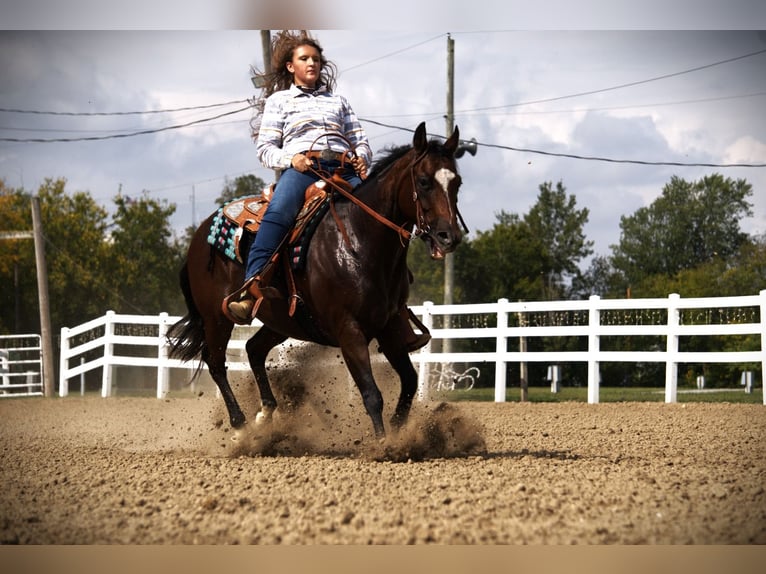 American Quarter Horse Stute 13 Jahre 150 cm Rotbrauner in Saint Joe
