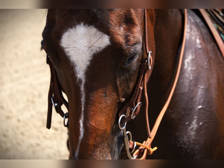 American Quarter Horse Stute 13 Jahre 150 cm Rotbrauner in Saint Joe