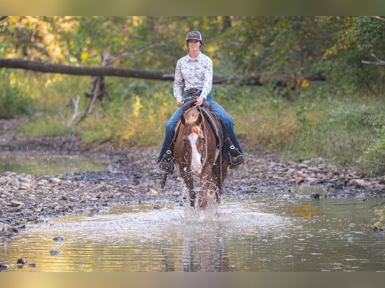 American Quarter Horse Stute 13 Jahre 150 cm Rotfuchs in Bogard American Quarter Horse Stute 13 Jahre 150 cm Rotfuchs in Bogard