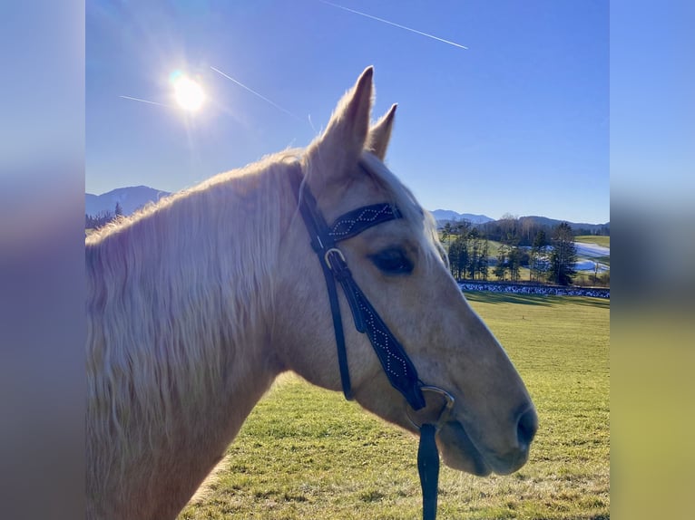 American Quarter Horse Stute 13 Jahre 150 cm in Eglfing