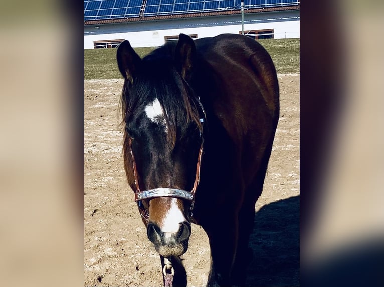 American Quarter Horse Stute 13 Jahre 150 cm in Eglfing