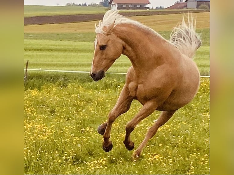 American Quarter Horse Stute 13 Jahre 150 cm in Eglfing
