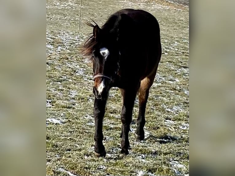 American Quarter Horse Stute 13 Jahre 150 cm in Eglfing