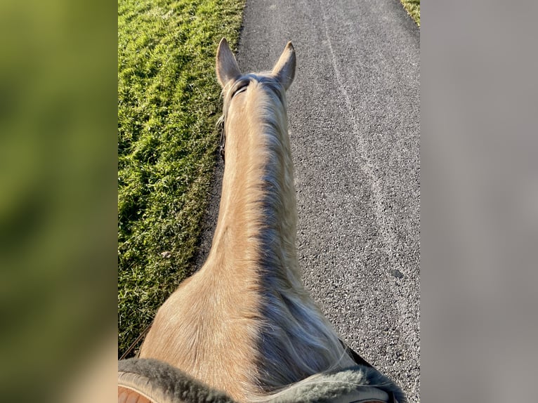 American Quarter Horse Stute 13 Jahre 150 cm in Eglfing