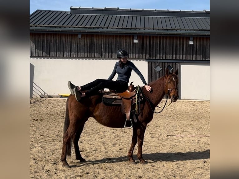 American Quarter Horse Stute 13 Jahre 151 cm Dunkelfuchs in Daleiden