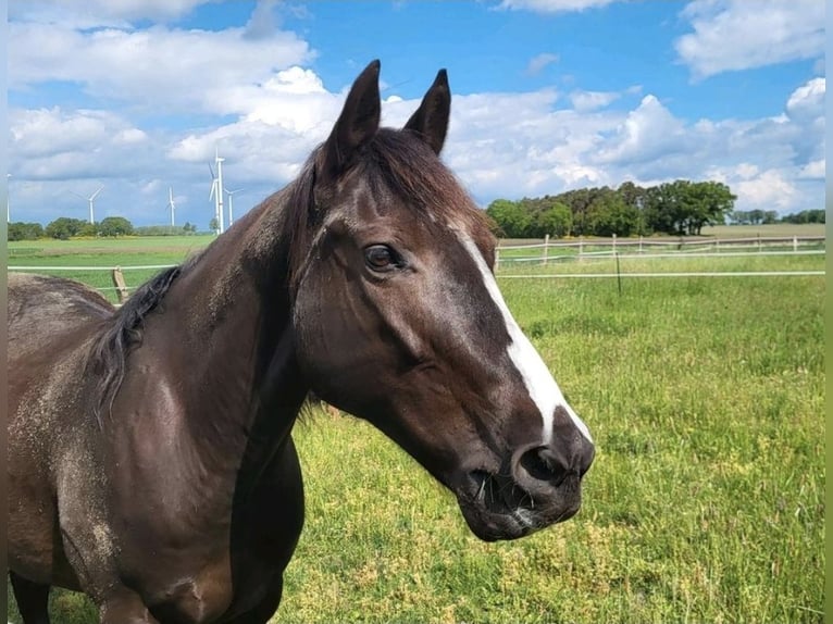 American Quarter Horse Stute 13 Jahre 151 cm Rappe in Suhlendorf