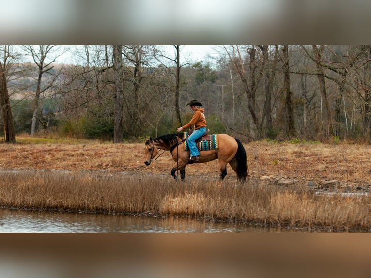 American Quarter Horse Stute 13 Jahre 152 cm Buckskin in Quitman
