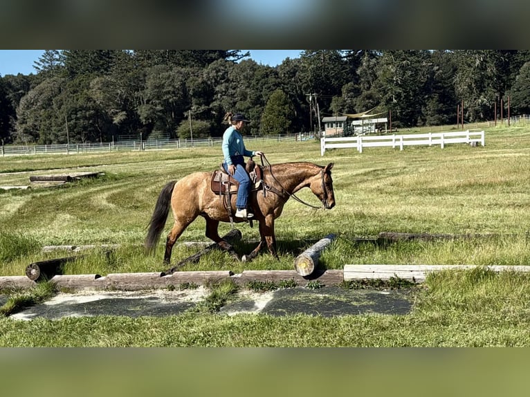 American Quarter Horse Stute 13 Jahre 152 cm Falbe in King City