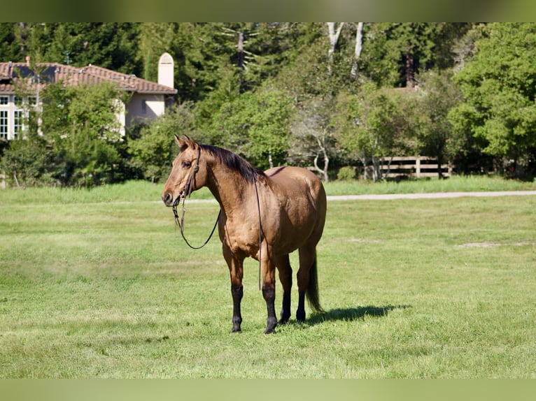 American Quarter Horse Stute 13 Jahre 152 cm Falbe in King City
