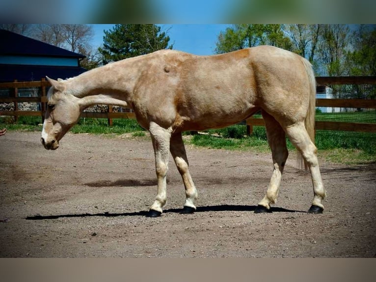 American Quarter Horse Stute 13 Jahre 152 cm Palomino in Fort Collins Co