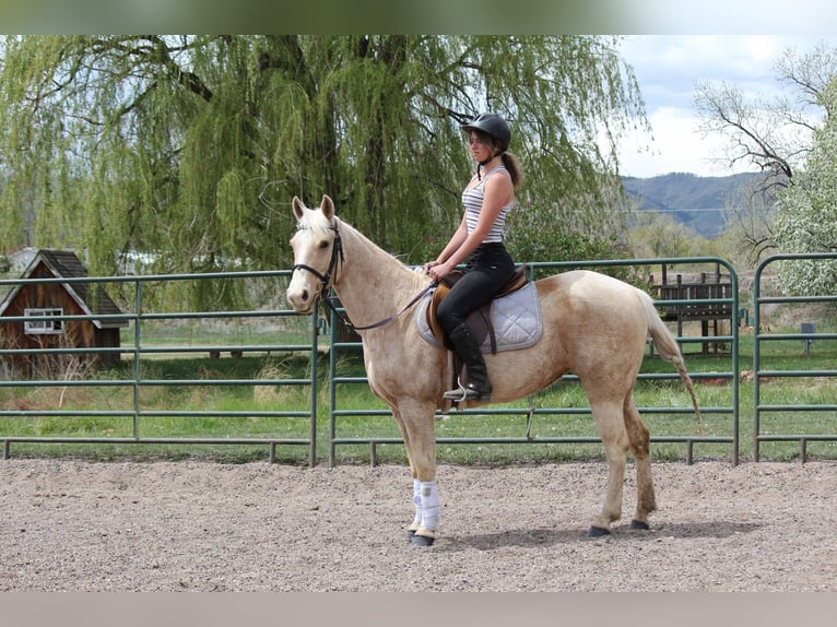 American Quarter Horse Stute 13 Jahre 152 cm Palomino in Fort Collins Co