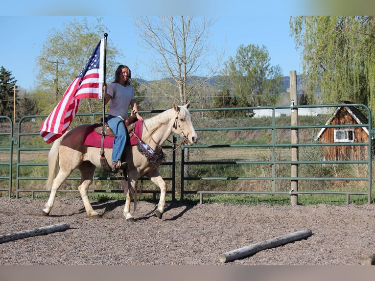 American Quarter Horse Stute 13 Jahre 152 cm Palomino in Fort Collins Co