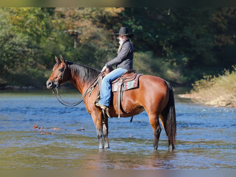 American Quarter Horse Stute 13 Jahre 152 cm Rotbrauner in Clarion