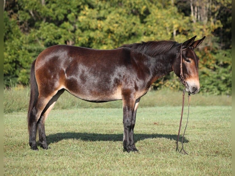 American Quarter Horse Stute 13 Jahre 152 cm Rotbrauner in Brodhead