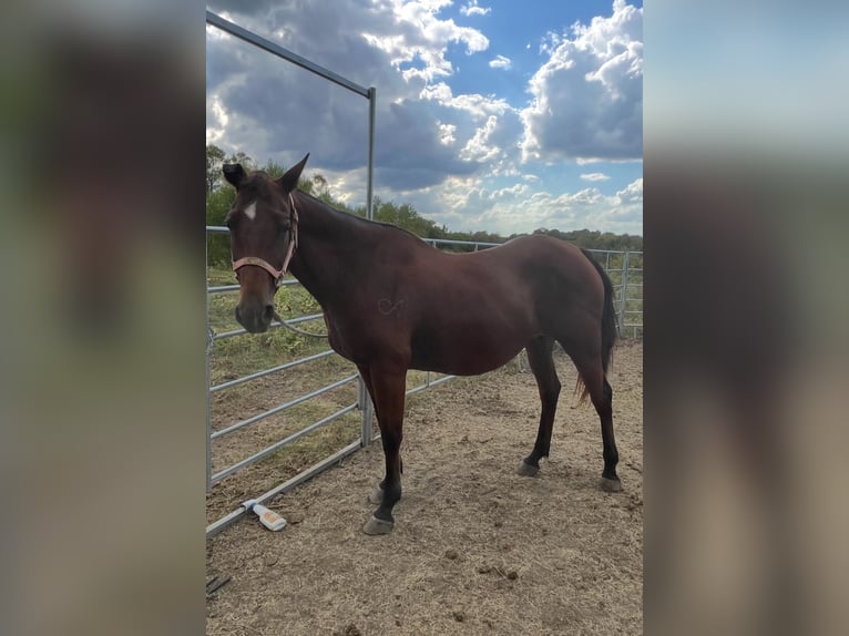 American Quarter Horse Stute 13 Jahre 152 cm Rotbrauner in Wolfe City