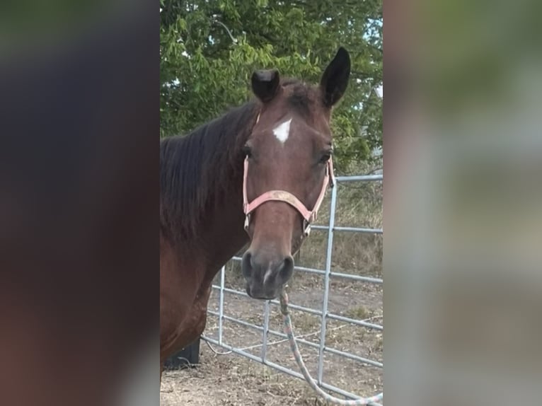 American Quarter Horse Stute 13 Jahre 152 cm Rotbrauner in Wolfe City