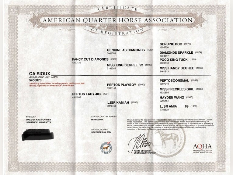 American Quarter Horse Stute 13 Jahre 152 cm Rotbrauner in Wolfe City