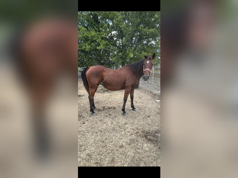 American Quarter Horse Stute 13 Jahre 152 cm Rotbrauner in Wolfe City