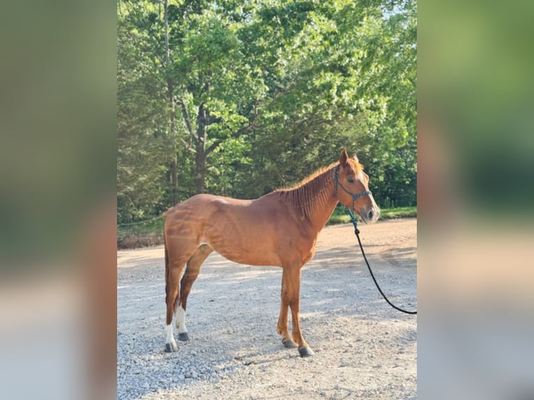 American Quarter Horse Stute 13 Jahre 152 cm Rotfuchs in Paris