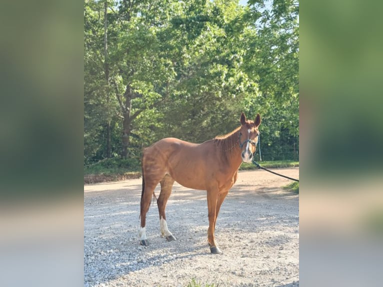 American Quarter Horse Stute 13 Jahre 152 cm Rotfuchs in Paris