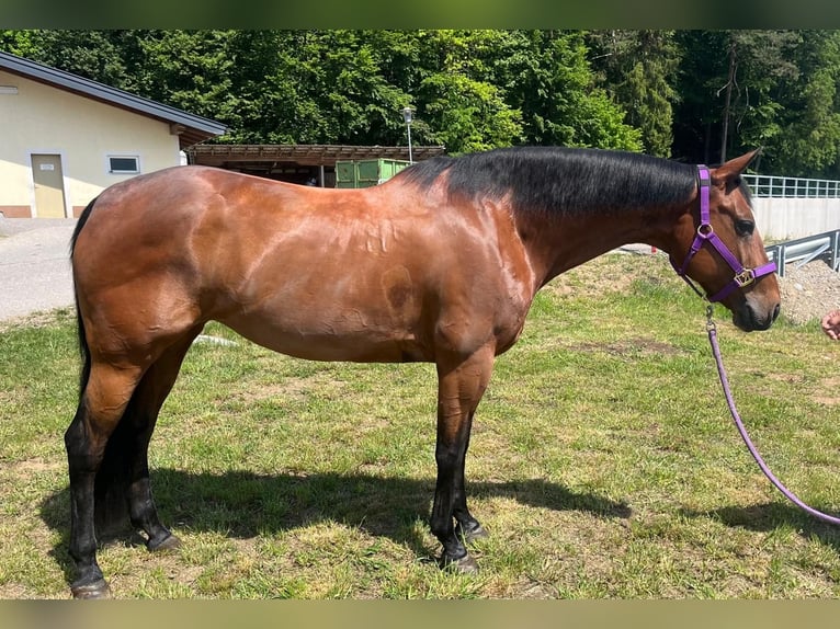 American Quarter Horse Stute 13 Jahre 153 cm Brauner in Wasserburg am Inn