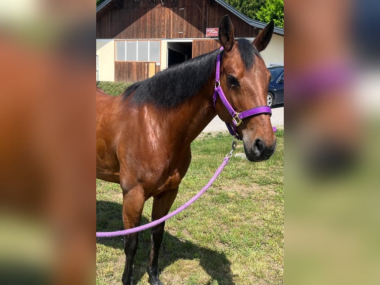 American Quarter Horse Stute 13 Jahre 153 cm Brauner in Wasserburg am Inn