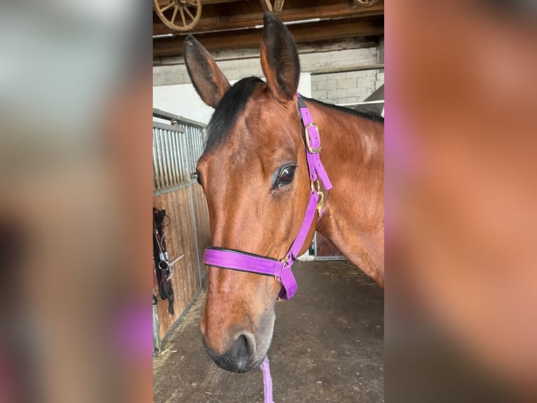 American Quarter Horse Stute 13 Jahre 153 cm Brauner in Wasserburg am Inn