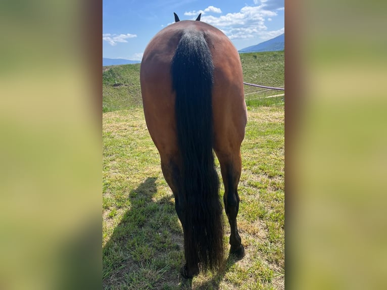 American Quarter Horse Stute 13 Jahre 153 cm Brauner in Wasserburg am Inn