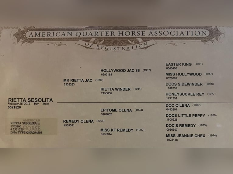 American Quarter Horse Stute 13 Jahre 153 cm Brauner in Wasserburg am Inn