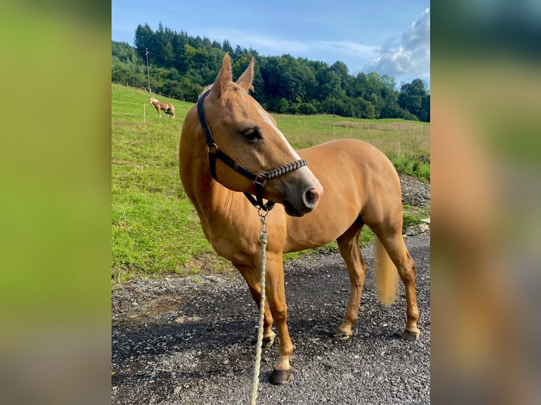 American Quarter Horse Stute 13 Jahre 153 cm Palomino in Púchov