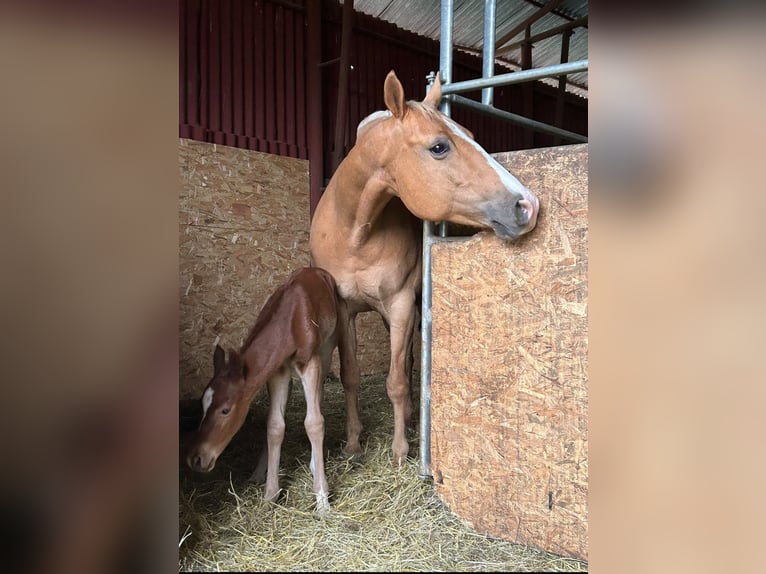 American Quarter Horse Stute 13 Jahre 153 cm Palomino in Púchov