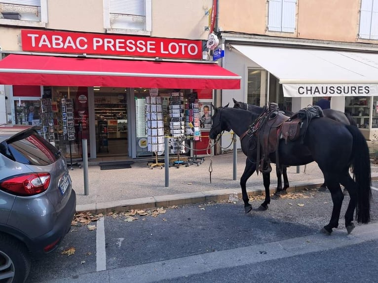 American Quarter Horse Stute 13 Jahre 153 cm Rappe in Balingen