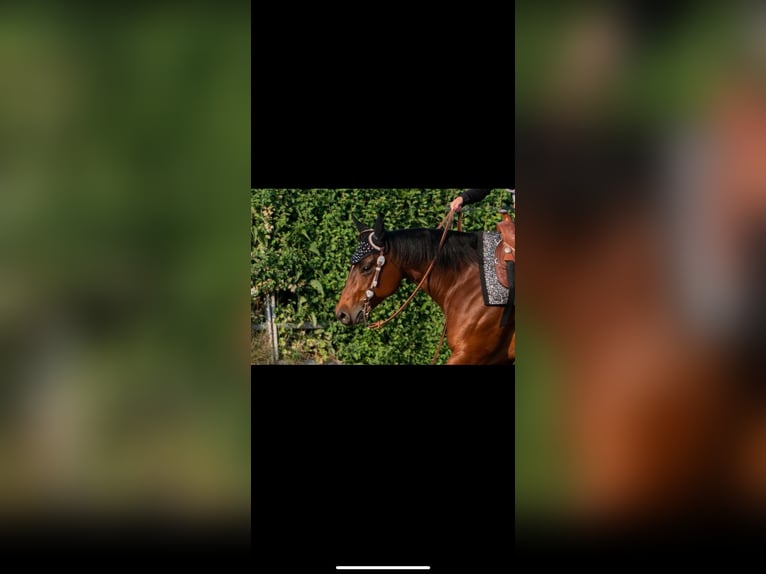 American Quarter Horse Stute 13 Jahre 154 cm Dunkelbrauner in Walldorf
