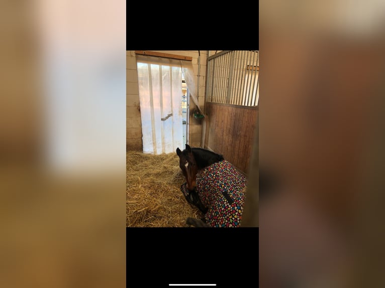 American Quarter Horse Stute 13 Jahre 154 cm Dunkelbrauner in Walldorf