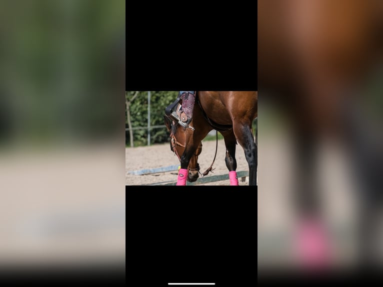 American Quarter Horse Stute 13 Jahre 154 cm Dunkelbrauner in Walldorf