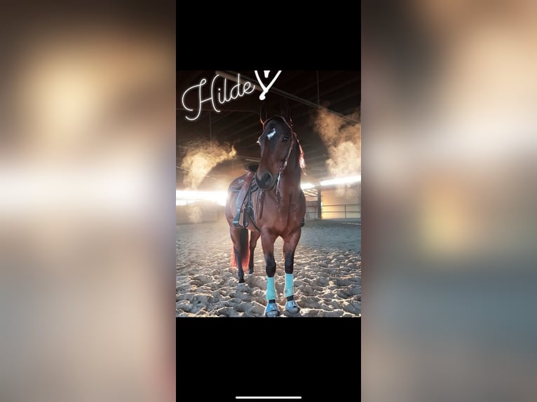 American Quarter Horse Stute 13 Jahre 154 cm Dunkelbrauner in Walldorf